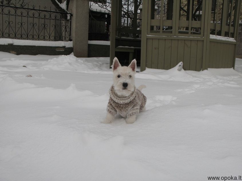 First winter - Armadale's Absolute Power