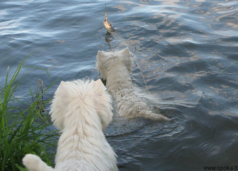 Pike &  Vesta :)